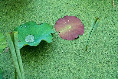 虚幻5引擎“针叶林”技术演示 画面过于逼真